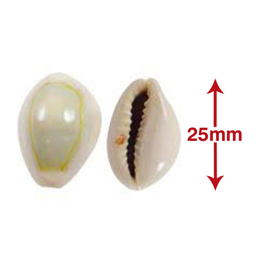 Puja Kaudi | Kauri | Cowri Sea Shell (Natural Off White  | 25mm)