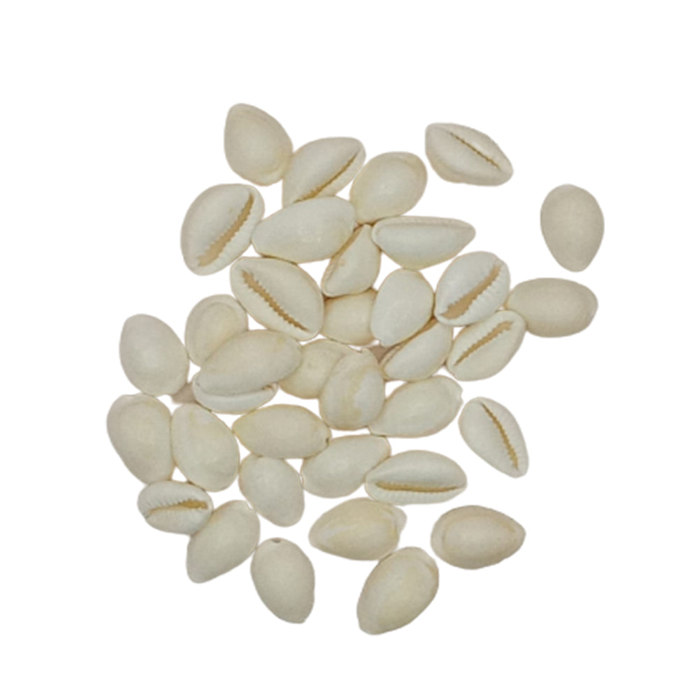 Puja Kaudi | Kauri | Cowri Sea Shell (White | 10mm)